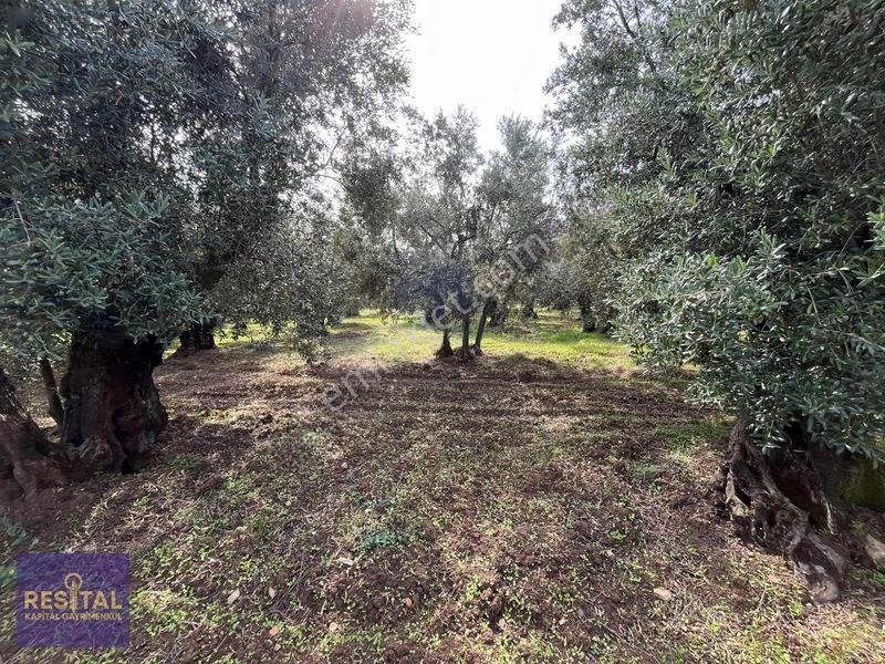 Mudanya Halilbeyde 3.326 M² Satılık Yatırımlık Zeytinlik — fotoğraf 10