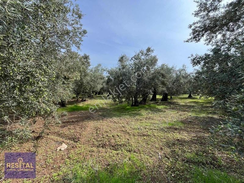 Mudanya Halilbeyde 3.326 M² Satılık Yatırımlık Zeytinlik — fotoğraf 11