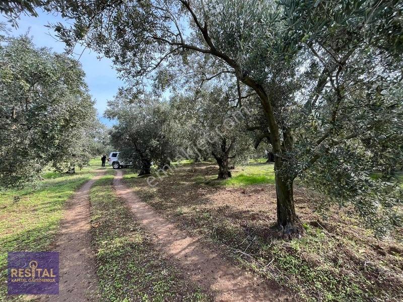 Mudanya Halilbeyde 3.326 M² Satılık Yatırımlık Zeytinlik — fotoğraf 14