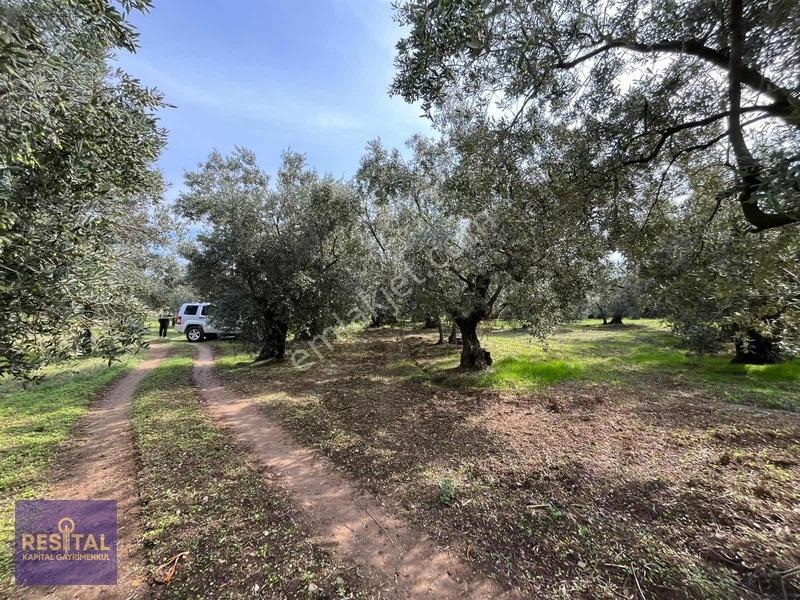 Mudanya Halilbeyde 3.326 M² Satılık Yatırımlık Zeytinlik — fotoğraf 15