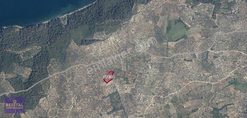 Mudanya Halilbeyde 3.326 M² Satılık Yatırımlık Zeytinlik — fotoğraf 16