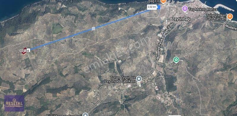 Mudanya Halilbeyde 3.326 M² Satılık Yatırımlık Zeytinlik — fotoğraf 18
