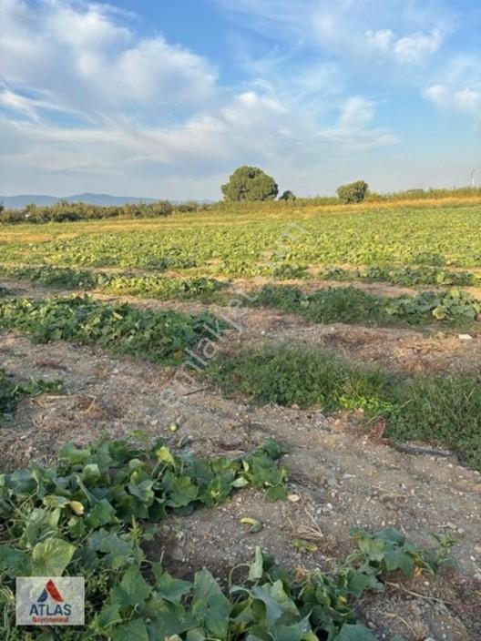 Turgutlu Avşar'da 13 Dönüm Satılık Tarla — fotoğraf 5