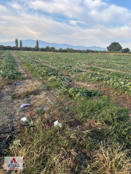 Turgutlu Avşar'da 13 Dönüm Satılık Tarla — fotoğraf 7