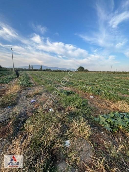 Turgutlu Avşar'da 13 Dönüm Satılık Tarla — fotoğraf 9