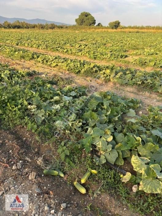 Turgutlu Avşar'da 13 Dönüm Satılık Tarla — fotoğraf 21