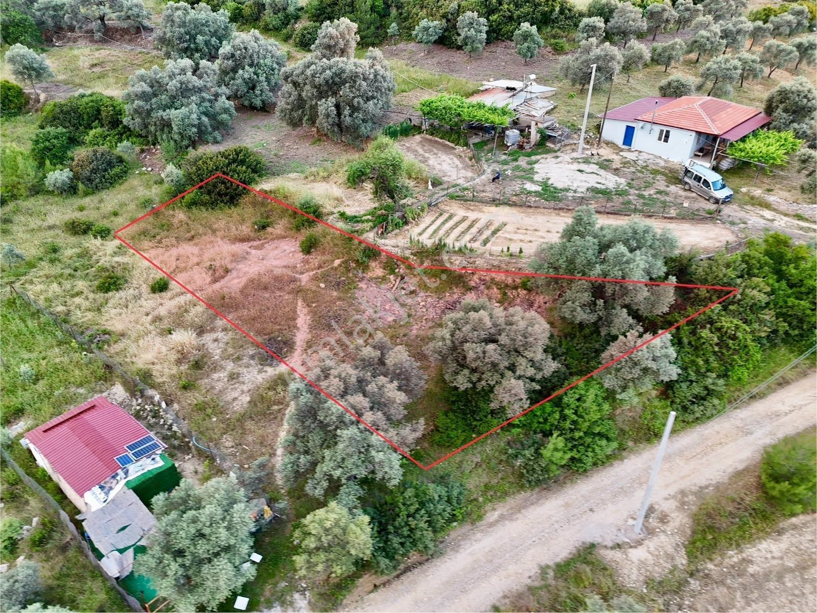Gökovaya Yakın Zeytinköyde 450m² Premium Doğa Tarlası — fotoğraf 2