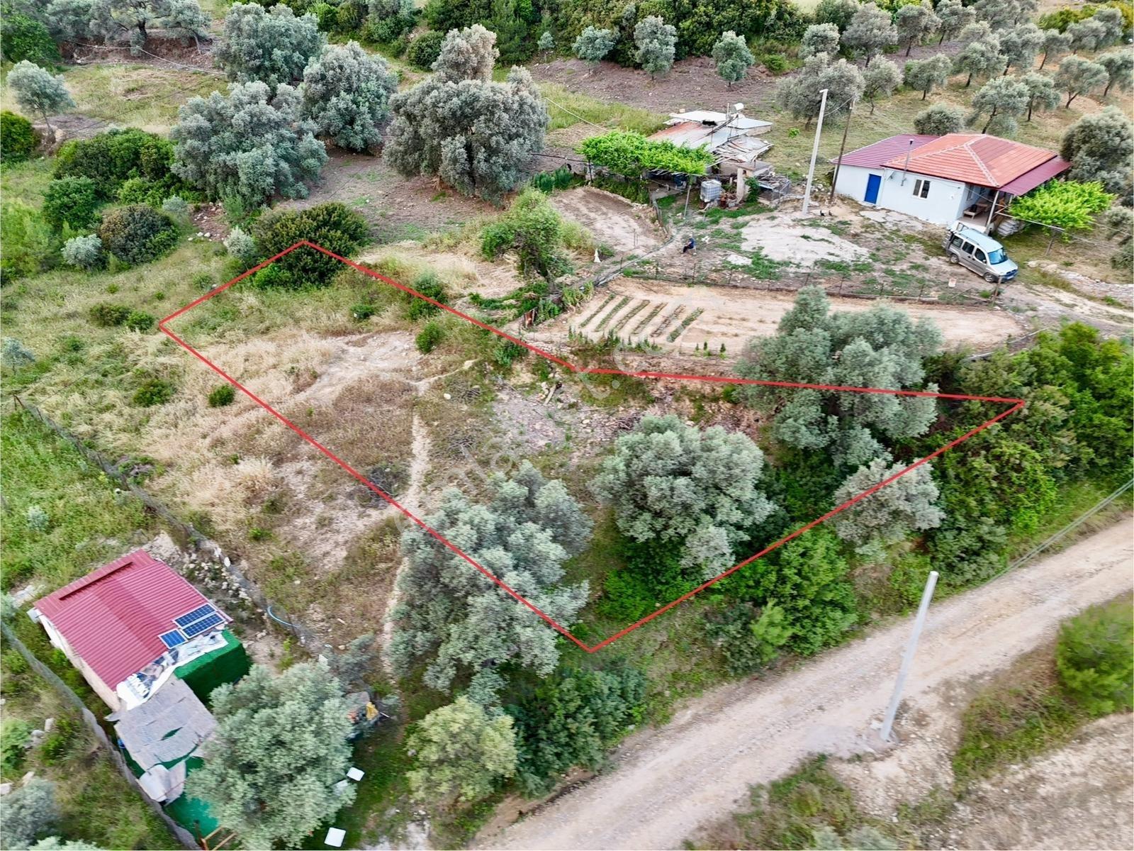 Gökovaya Yakın Zeytinköyde 450m² Premium Doğa Tarlası — fotoğraf 8