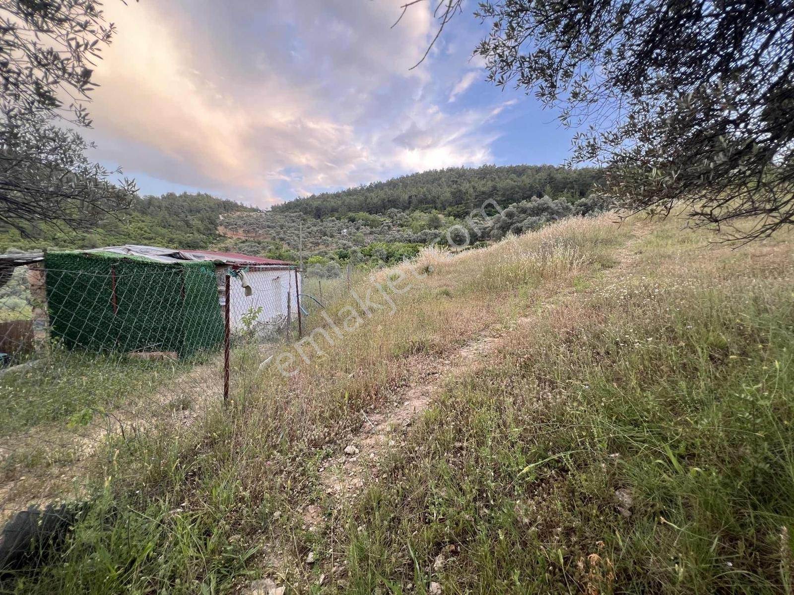 Gökovaya Yakın Zeytinköyde 450m² Premium Doğa Tarlası — fotoğraf 10