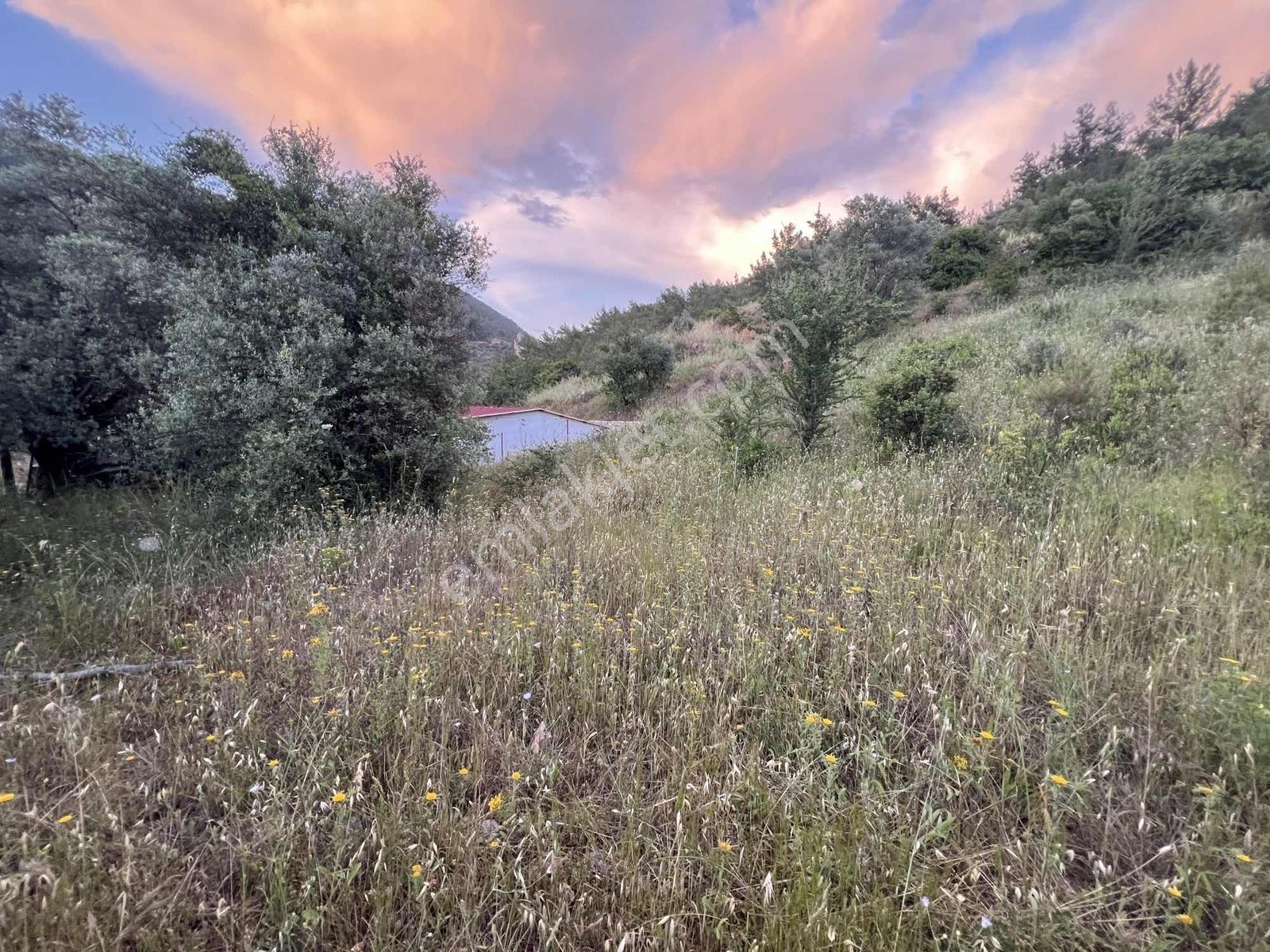 Gökovaya Yakın Zeytinköyde 450m² Premium Doğa Tarlası — fotoğraf 12