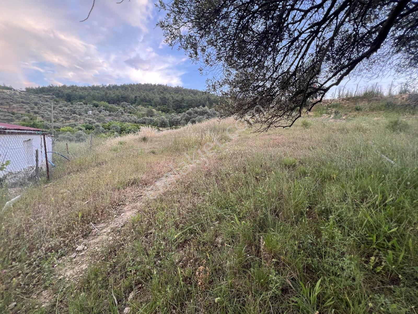 Gökovaya Yakın Zeytinköyde 450m² Premium Doğa Tarlası — fotoğraf 13