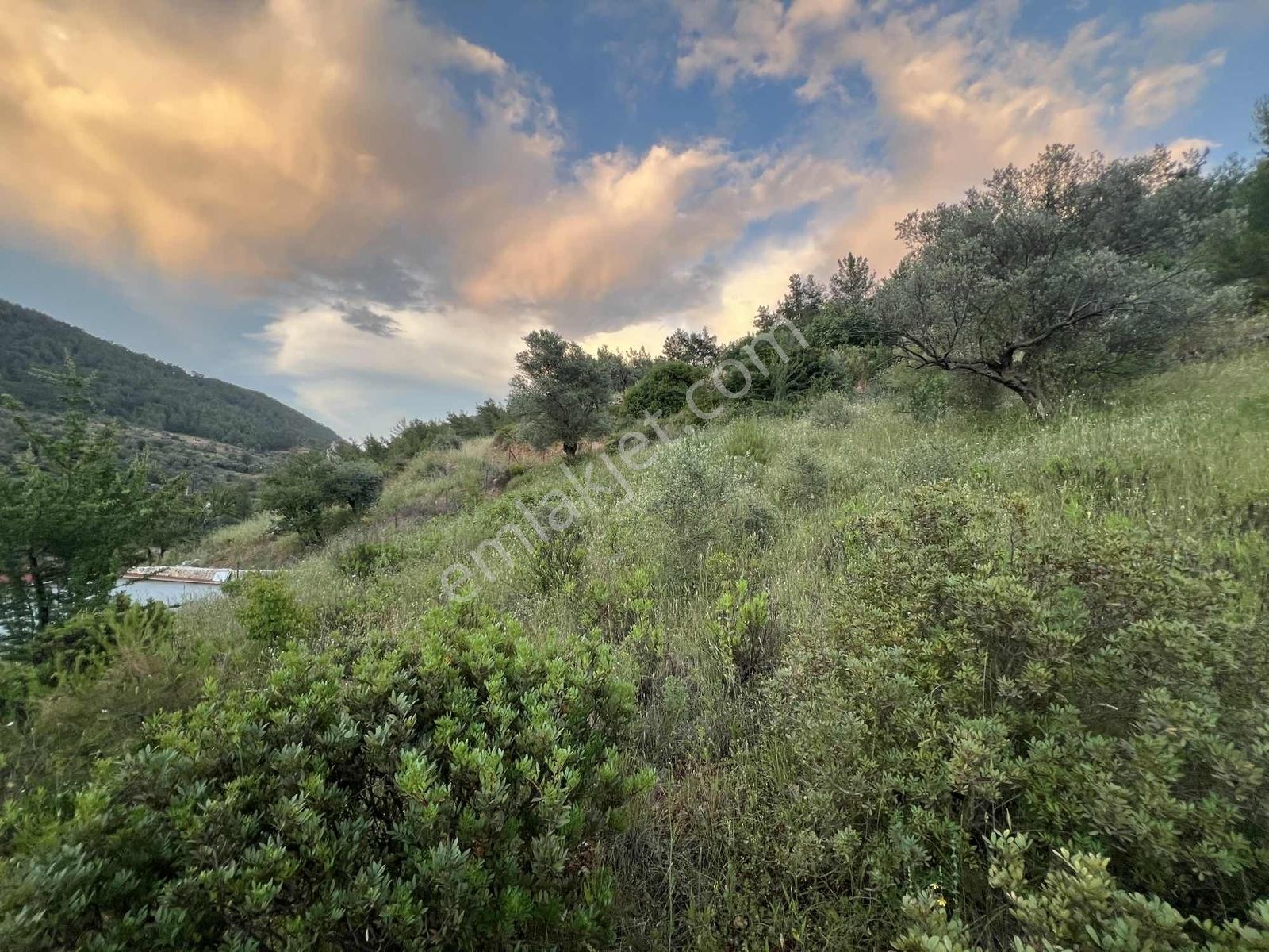 Gökovaya Yakın Zeytinköyde 450m² Premium Doğa Tarlası — fotoğraf 15