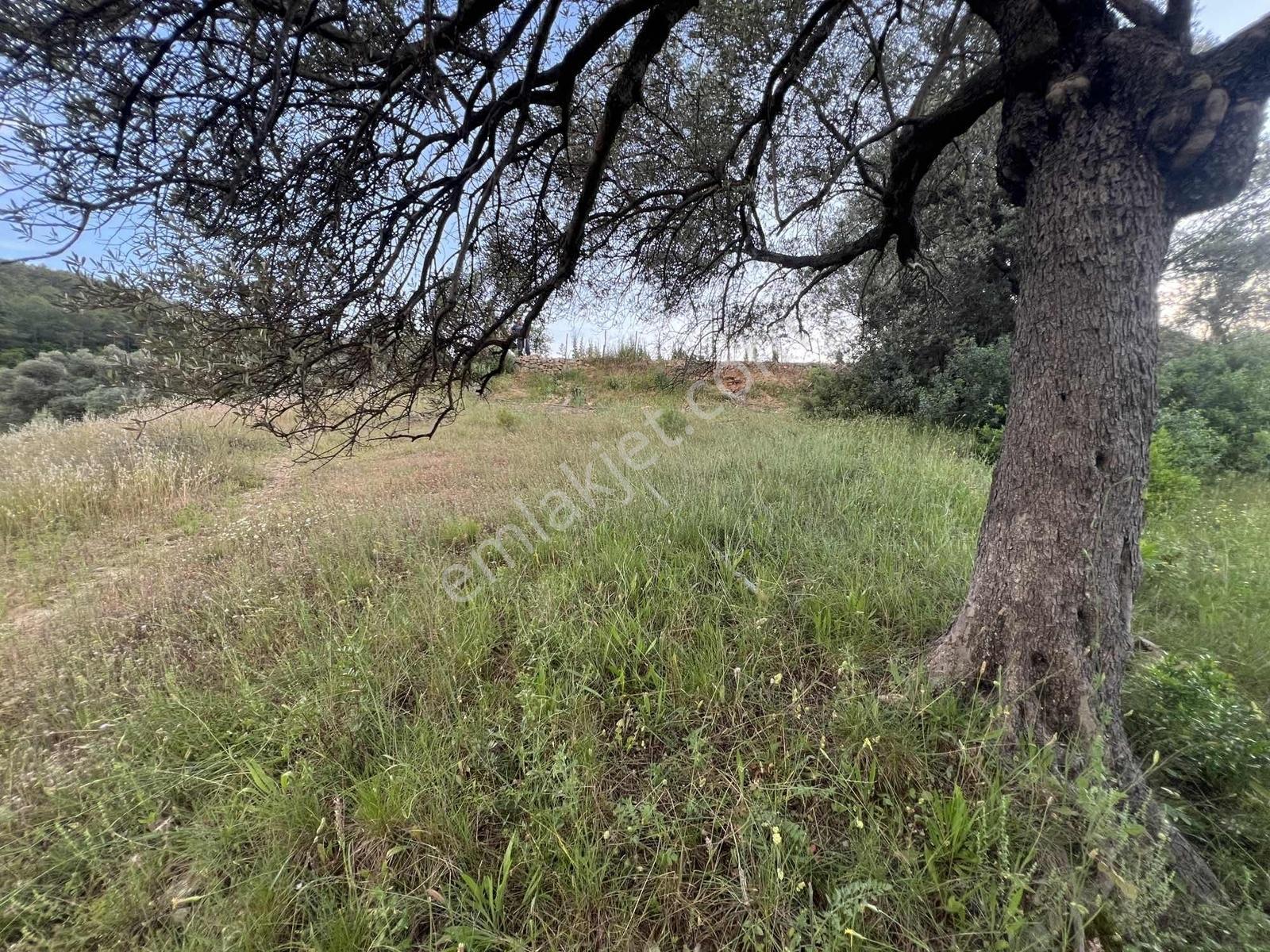 Gökovaya Yakın Zeytinköyde 450m² Premium Doğa Tarlası — fotoğraf 16
