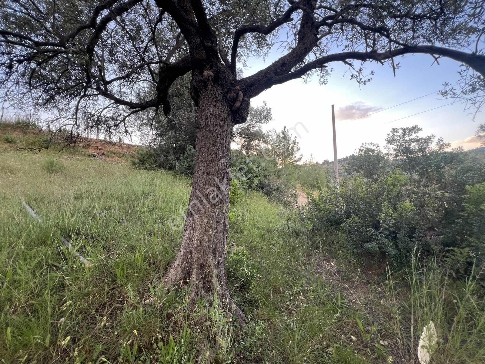 Gökovaya Yakın Zeytinköyde 450m² Premium Doğa Tarlası — fotoğraf 17