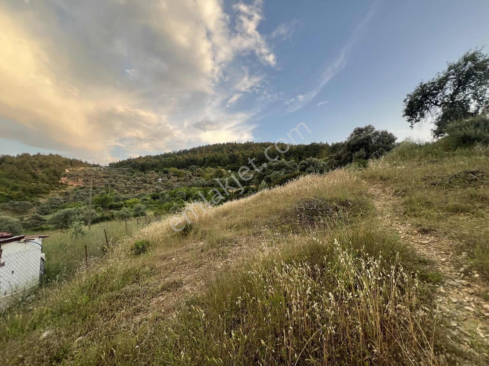 Gökovaya Yakın Zeytinköyde 450m² Premium Doğa Tarlası — fotoğraf 18