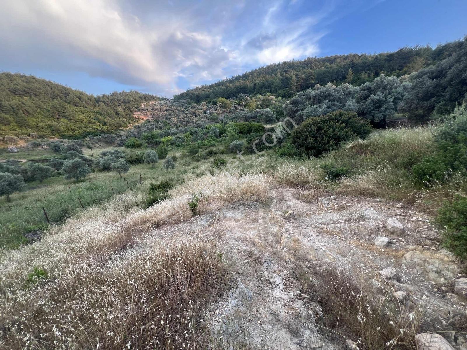 Gökovaya Yakın Zeytinköyde 450m² Premium Doğa Tarlası — fotoğraf 20