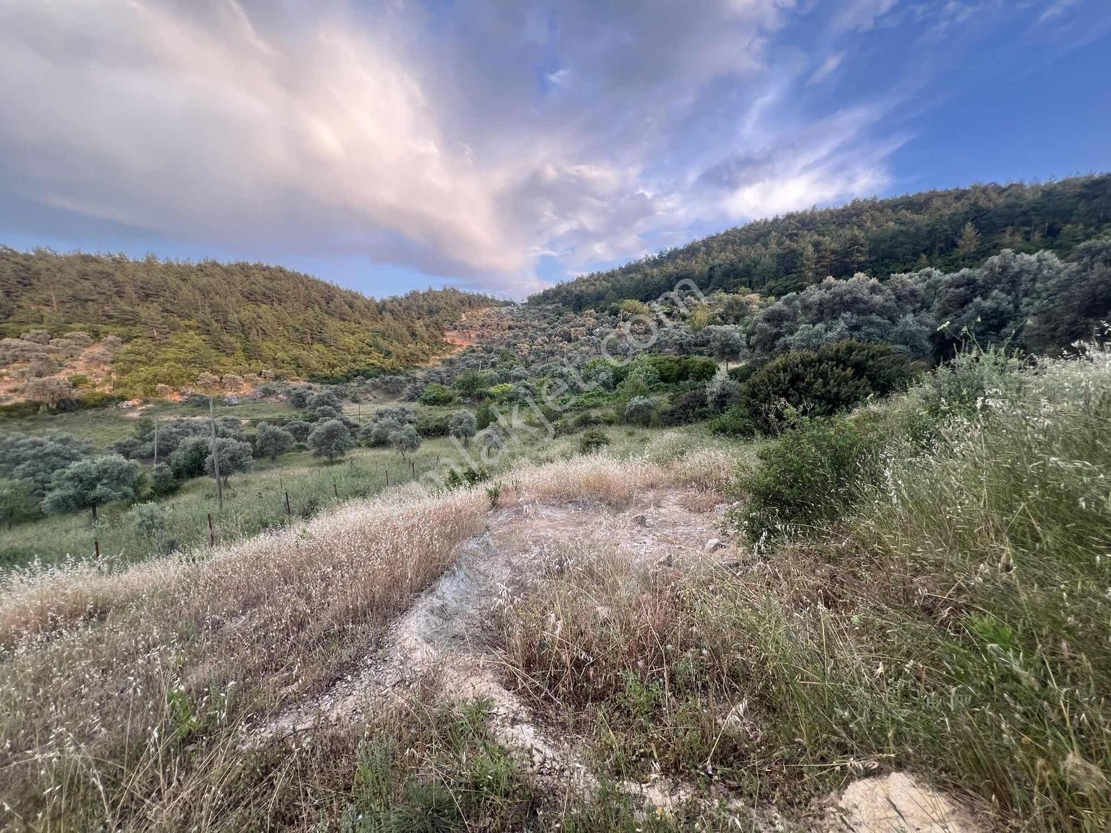 Gökovaya Yakın Zeytinköyde 450m² Premium Doğa Tarlası — fotoğraf 21