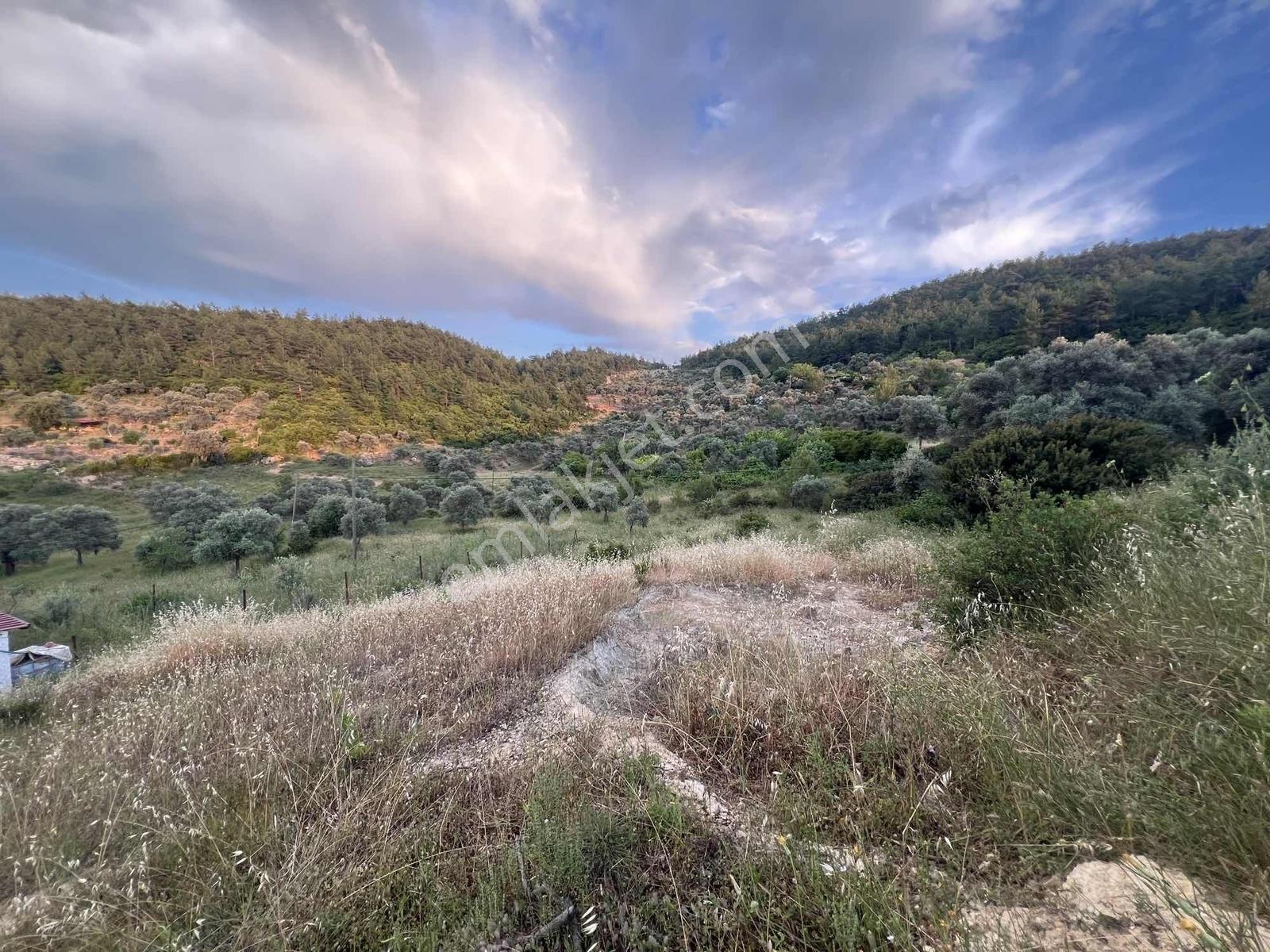 Gökovaya Yakın Zeytinköyde 450m² Premium Doğa Tarlası — fotoğraf 25