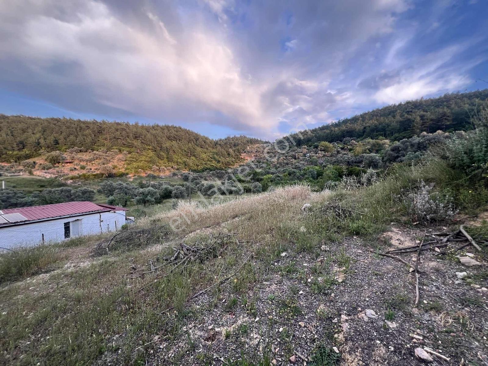 Gökovaya Yakın Zeytinköyde 450m² Premium Doğa Tarlası — fotoğraf 26