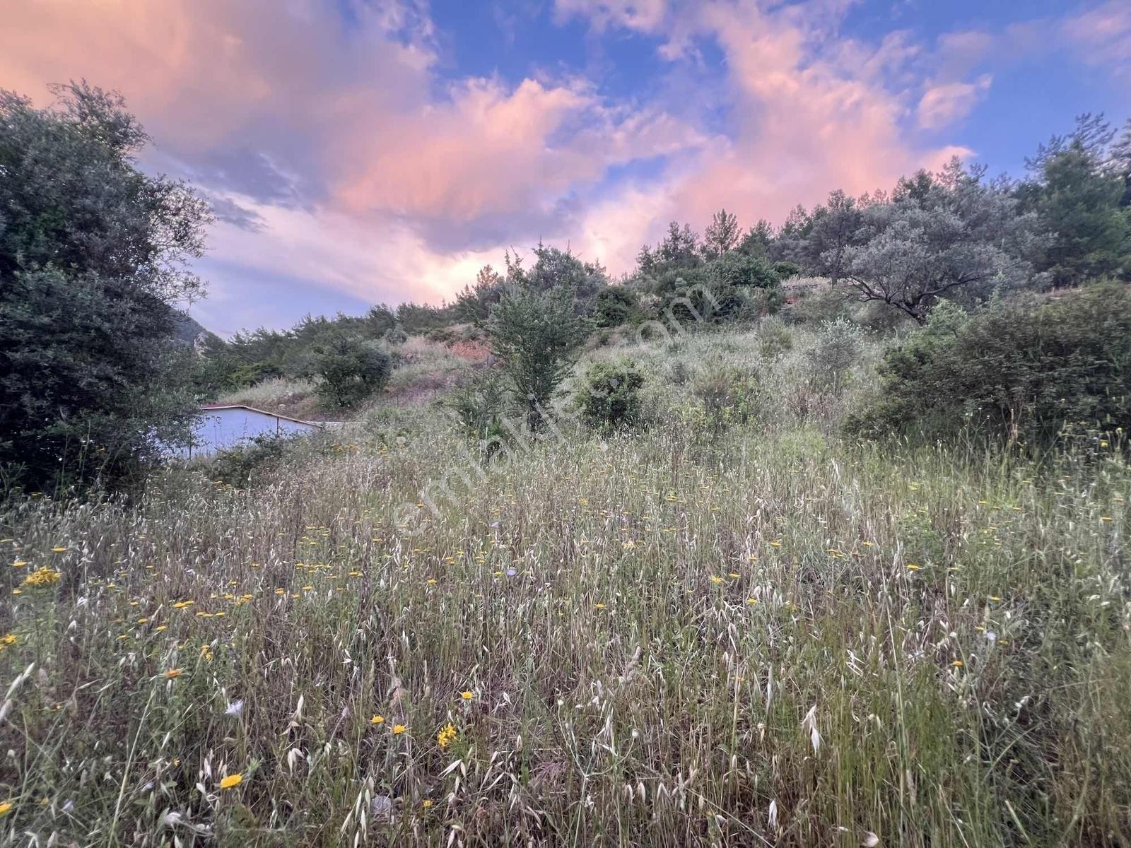 Gökovaya Yakın Zeytinköyde 450m² Premium Doğa Tarlası — fotoğraf 28