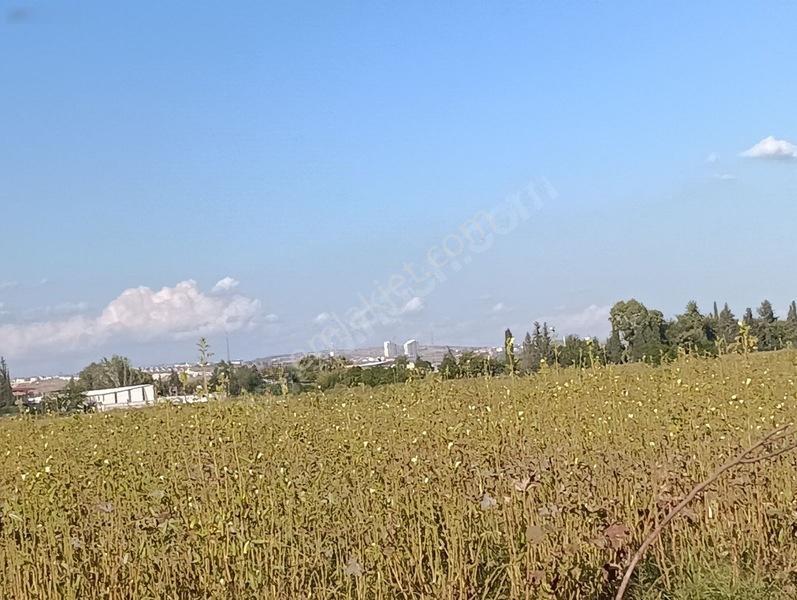 Kelepir Tarla Satışta — fotoğraf 13