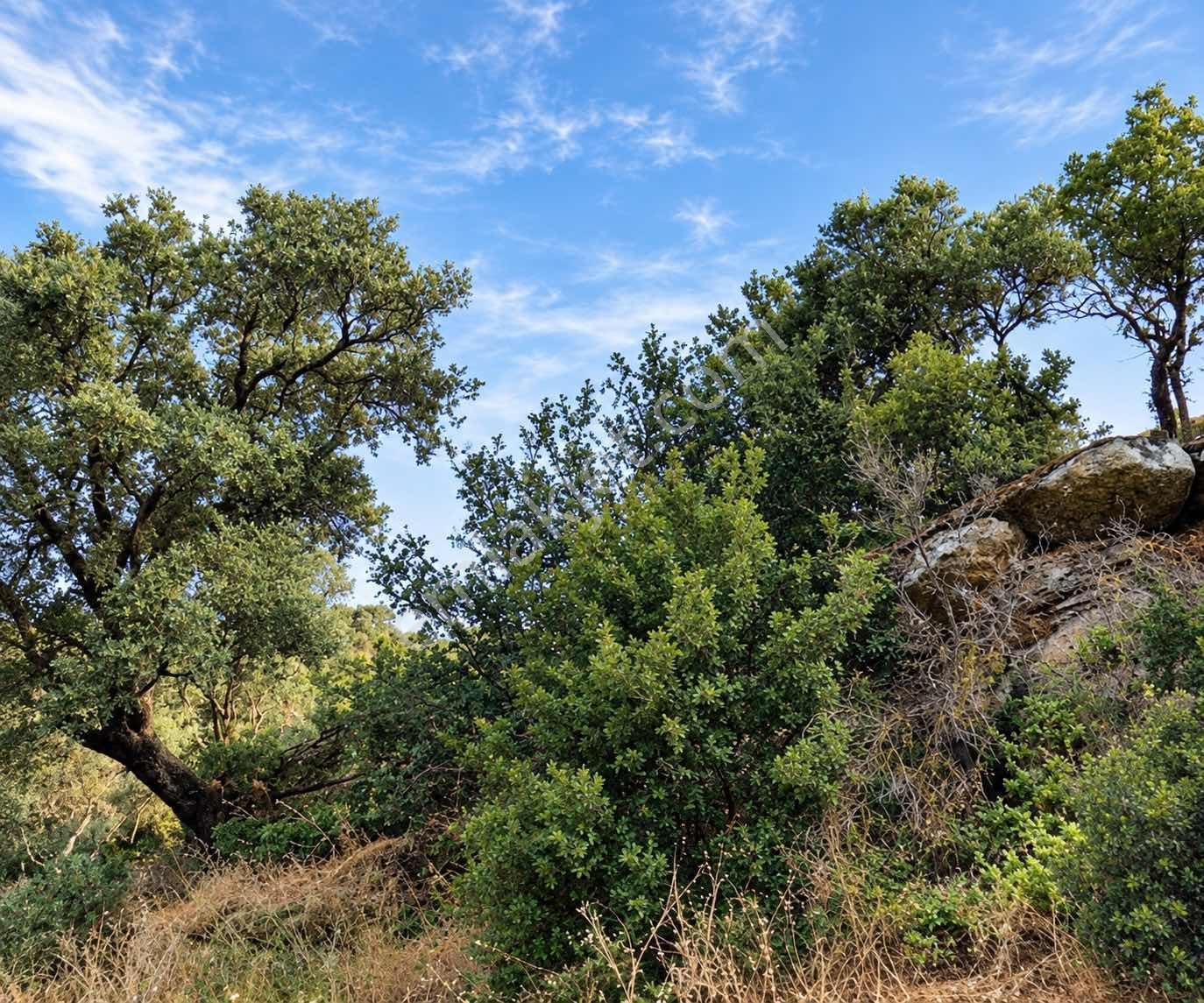 Satılık Yatırımlık Tarla Ulasımı Kolay Parsel — fotoğraf 4