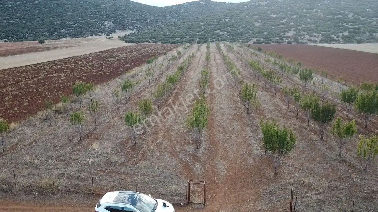 Korkuteli Bayat Mahallesi 11.200 M² Satılık Bahçe