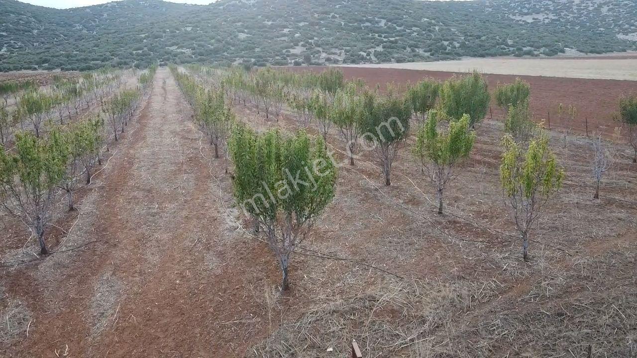 Korkuteli Bayat Mahallesi 11.200 M² Satılık Bahçe — fotoğraf 3