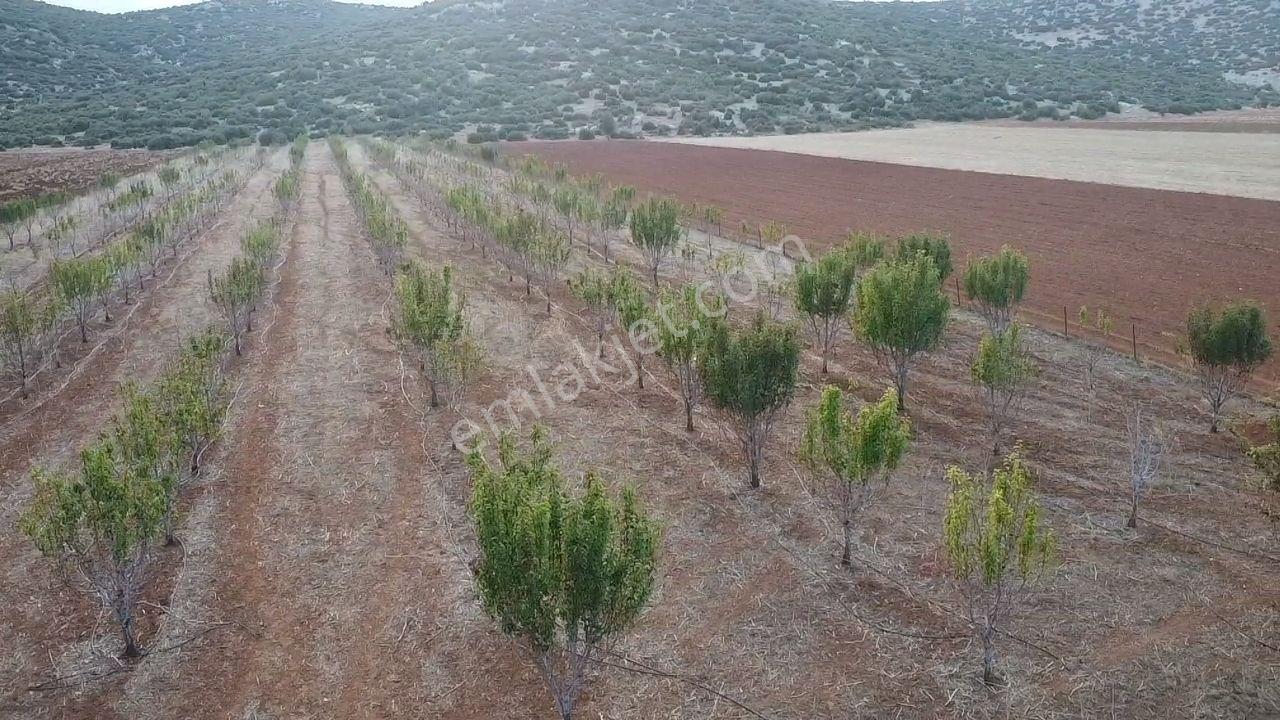 Korkuteli Bayat Mahallesi 11.200 M² Satılık Bahçe — fotoğraf 4