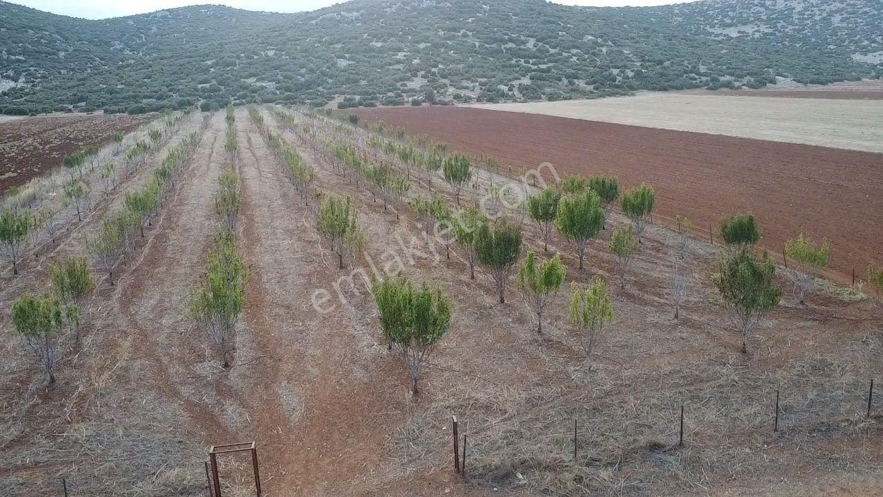 Korkuteli Bayat Mahallesi 11.200 M² Satılık Bahçe — fotoğraf 5