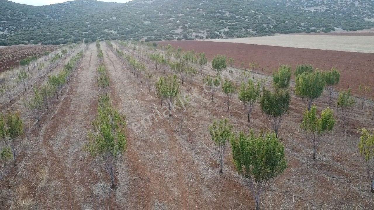 Korkuteli Bayat Mahallesi 11.200 M² Satılık Bahçe — fotoğraf 6
