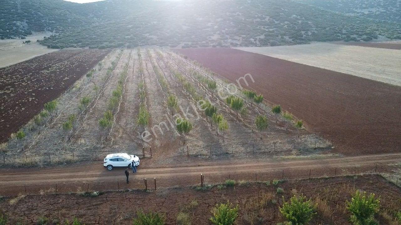 Korkuteli Bayat Mahallesi 11.200 M² Satılık Bahçe — fotoğraf 7