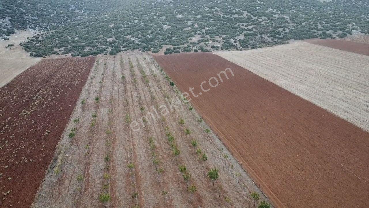 Korkuteli Bayat Mahallesi 11.200 M² Satılık Bahçe — fotoğraf 12