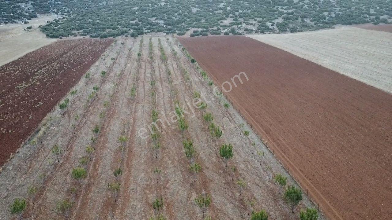 Korkuteli Bayat Mahallesi 11.200 M² Satılık Bahçe — fotoğraf 20