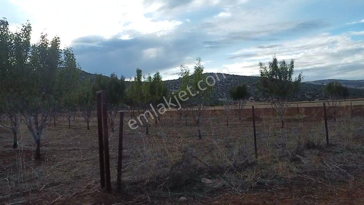 Korkuteli Bayat Mahallesi 11.200 M² Satılık Bahçe — fotoğraf 23