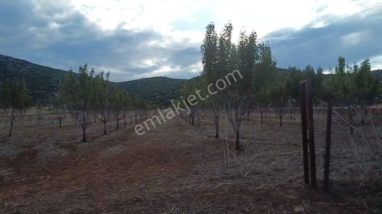 Korkuteli Bayat Mahallesi 11.200 M² Satılık Bahçe — fotoğraf 24