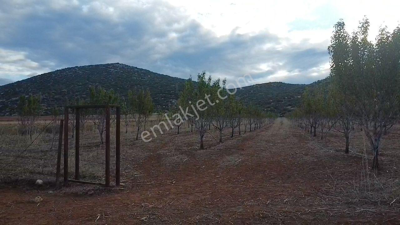 Korkuteli Bayat Mahallesi 11.200 M² Satılık Bahçe — fotoğraf 25
