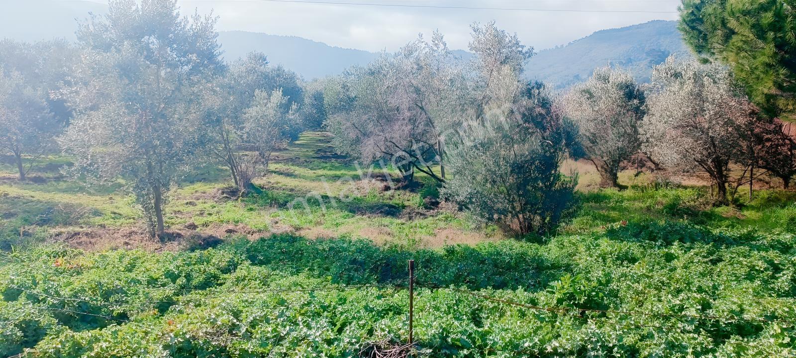 İnci Emlak'tan Halkapınar'da Satılık Zeytinlik — fotoğraf 3