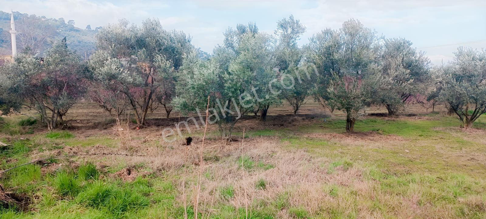 İnci Emlak'tan Halkapınar'da Satılık Zeytinlik — fotoğraf 4