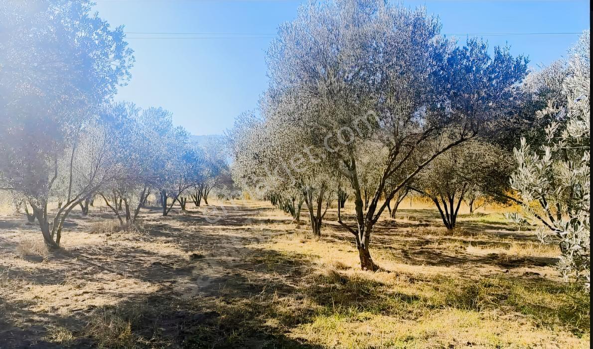 İnci Emlak'tan Halkapınar'da Satılık Zeytinlik — fotoğraf 6