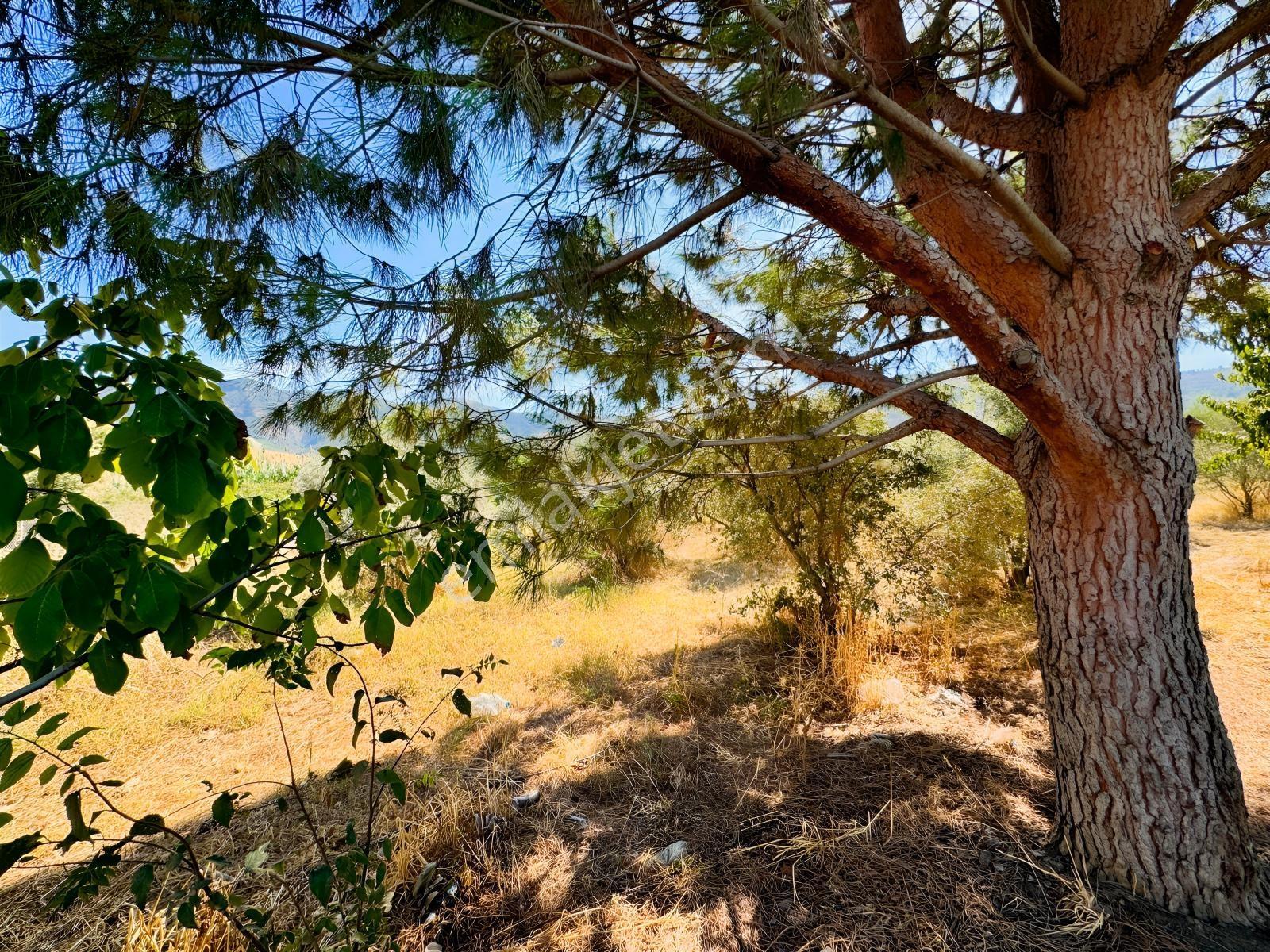 İnci Emlak'tan Halkapınar'da Satılık Zeytinlik — fotoğraf 9