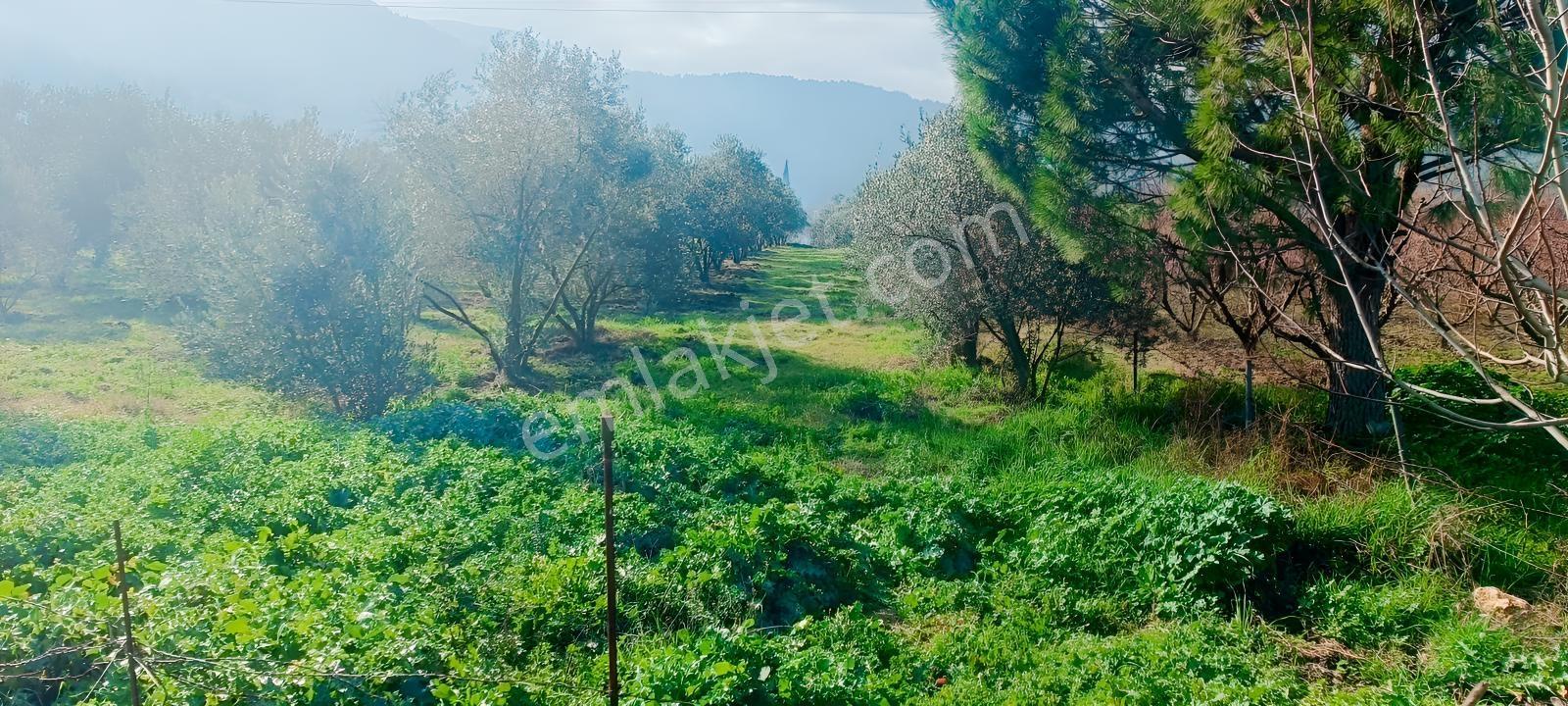 İnci Emlak'tan Halkapınar'da Satılık Zeytinlik — fotoğraf 27