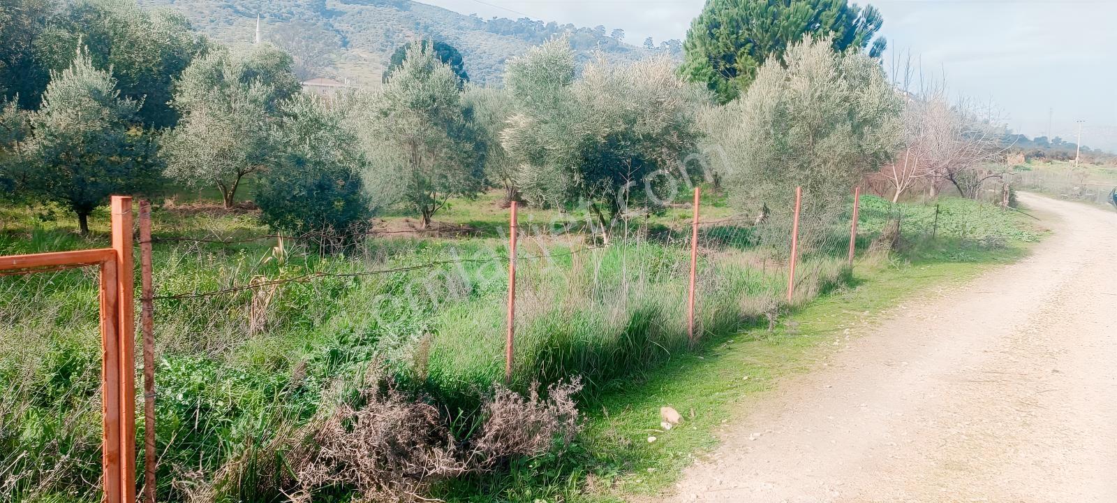 İnci Emlak'tan Halkapınar'da Satılık Zeytinlik — fotoğraf 28