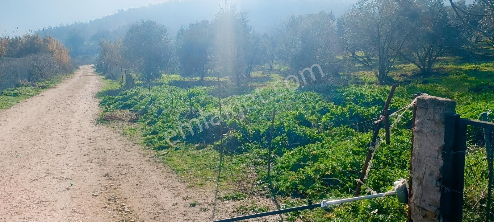 İnci Emlak'tan Halkapınar'da Satılık Zeytinlik — fotoğraf 29