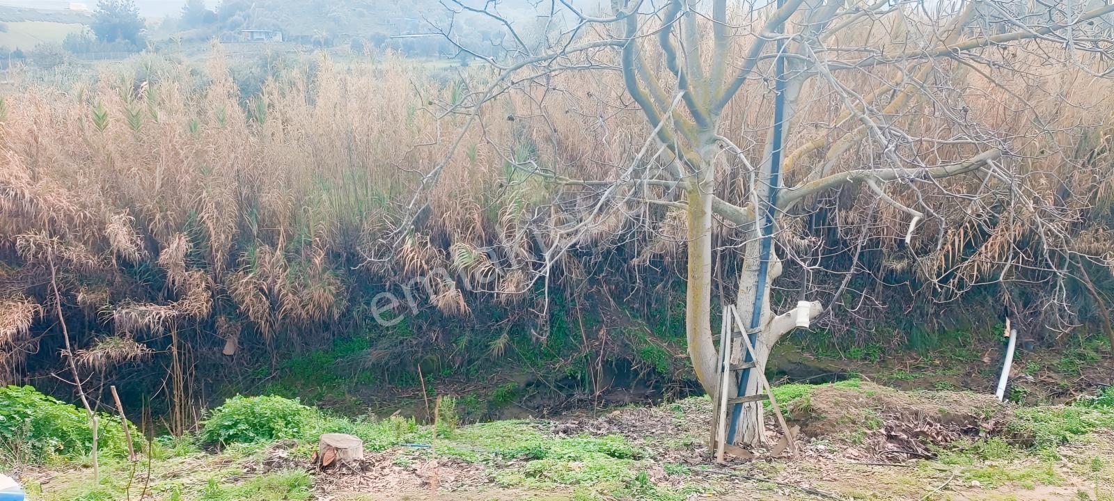 İnci Emlak'tan Halkapınar'da Satılık Zeytinlik — fotoğraf 30