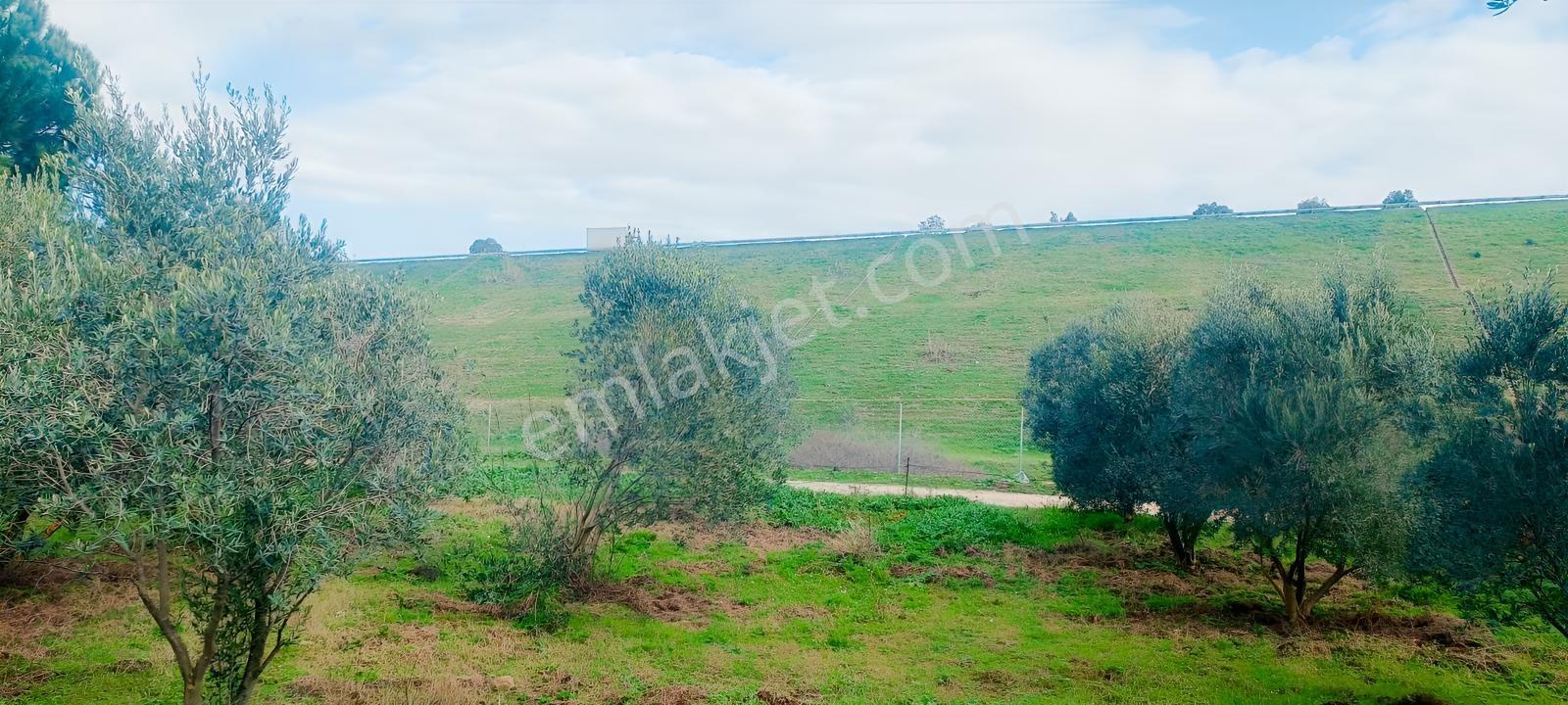 İnci Emlak'tan Halkapınar'da Satılık Zeytinlik — fotoğraf 33