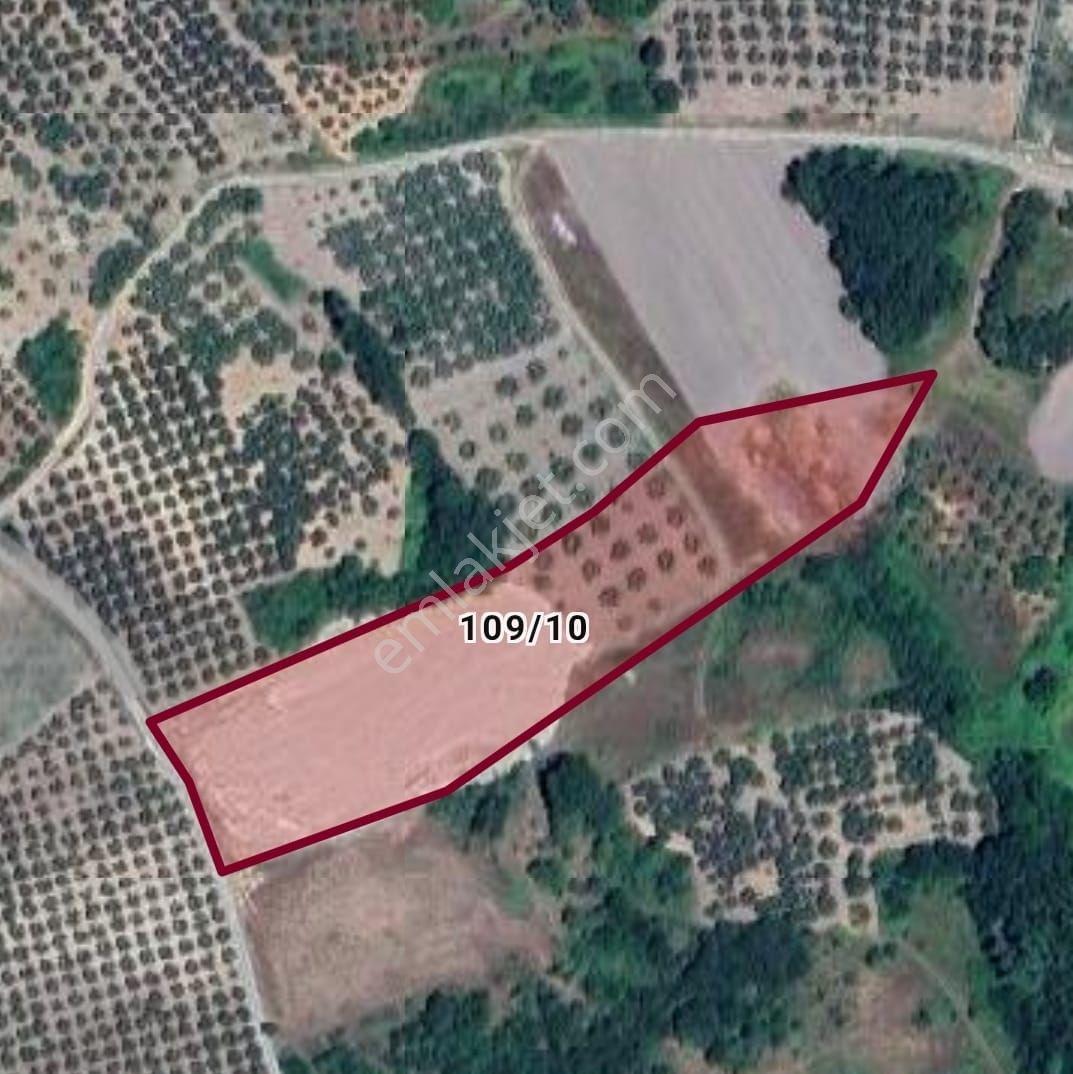Src Emlaktan Bursa Mudanya Çınarlı Da Kurulu Düzen 200 M2 Hobi Bahçesi — fotoğraf 2