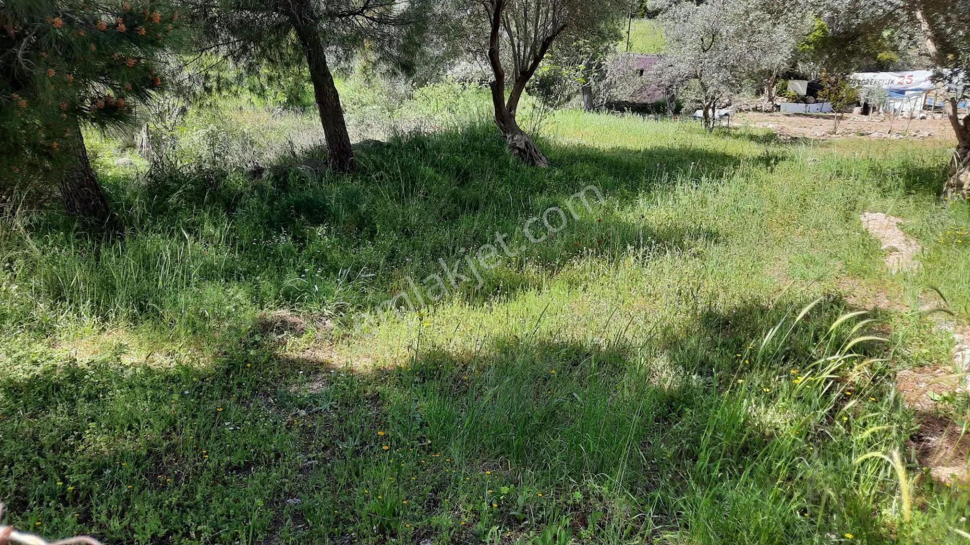 Acill Menderes Ata Mahallesinde 248m2 Tek Tapulu Etrafı Çevrili Satılık Tarla Bahçe — fotoğraf 3