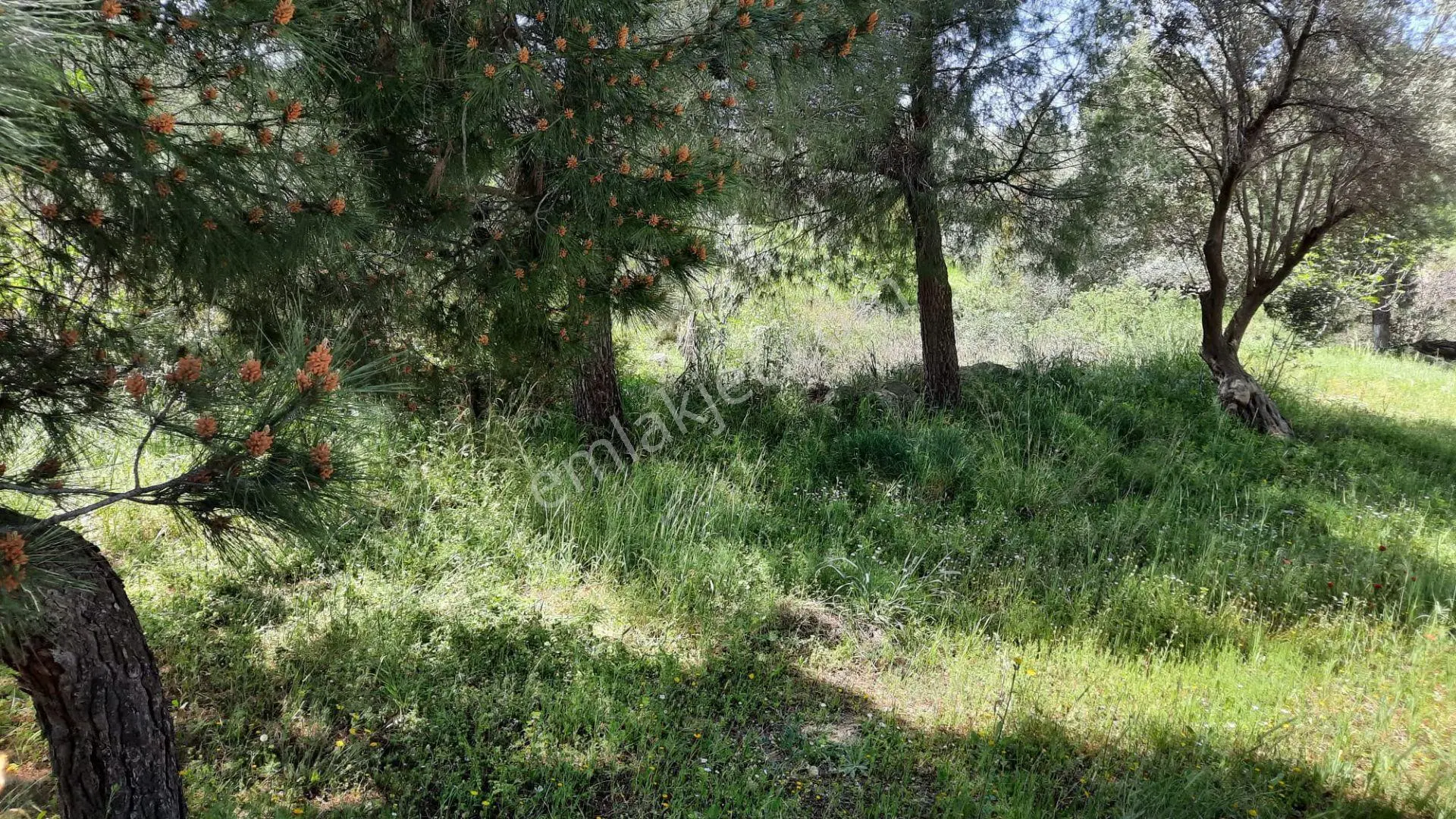 Acill Menderes Ata Mahallesinde 248m2 Tek Tapulu Etrafı Çevrili Satılık Tarla Bahçe — fotoğraf 4