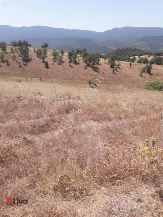 Rw Liva'dan Sındırgı Mumcu'da Satılık Tarla — fotoğraf 24